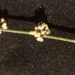 Eriogonum gracile Virág