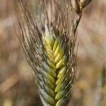 Triticum monococcum Kwiat