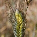 Triticum monococcum 花