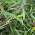 Persicaria mitis पत्ता