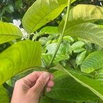 Kopsia singapurensis Hoja