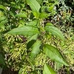 Cestrum nocturnum Blad