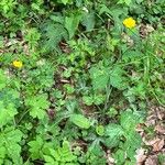 Ranunculus lanuginosus Συνήθη χαρακτηριστικά