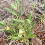 Trichodesma marsabiticum Blad