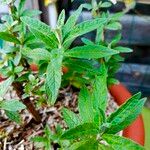 Buddleja globosaBlatt