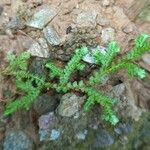 Selaginella denticulata Habitus