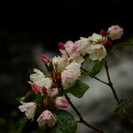 Rhododendron souliei Blomma