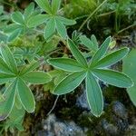 Alchemilla alpigena Leaf