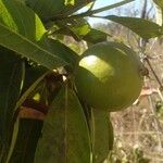 Alibertia edulis Fruit