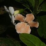 Bourreria costaricensis Lorea
