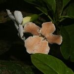 Bourreria costaricensis Fula