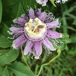 Passiflora incarnata Cvet