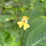 Impatiens parvifloraFlower