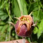 Geum rivale പുഷ്പം