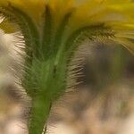 Hypochaeris achyrophorus Flower