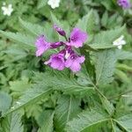 Cardamine pentaphyllos Fiore