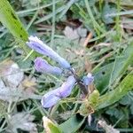 Brimeura amethystina Fula