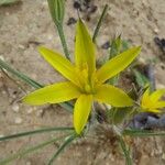 Gagea reticulata Flower