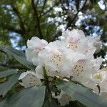 Rhododendron morii Blüte