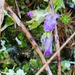 Polygala serpyllifolia Цветок