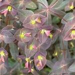 Euphorbia dulcis Lorea