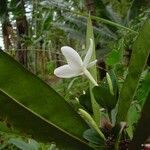 Atractocarpus bracteatus Flower