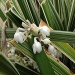 Ophiopogon jaburan 花