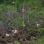 Talinum paniculatum Çiçek
