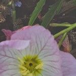 Oenothera speciosa Kwiat