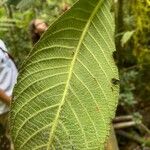 Saurauia montana Leaf