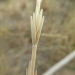 Thinopyrum junceum Flower