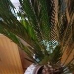 Cycas revolutaList