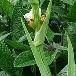 Sisyrinchium striatum Bark