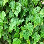 Begonia formosana Habit