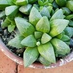 Haworthia turgida Leaf