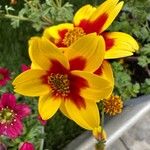 Bidens triplinervia Flor