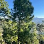 Pinus pinaster List