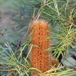 Banksia spinulosa Λουλούδι