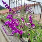 Salvia leucanthaFleur