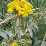 Phlomis floccosa Flor