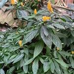 Pachystachys lutea 形态