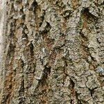 Fraxinus angustifolia 树皮
