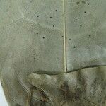 Endlicheria pyriformis Máis