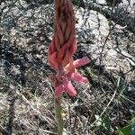 Sacoila lanceolata Flower