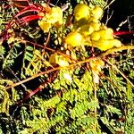 Erythrostemon gilliesii Flower