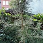 Pinus canariensis List