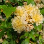 Rosa banksiae Цветок