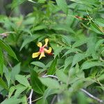 Mandevilla subsagittata Blomst