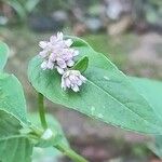 Persicaria nepalensis Flower