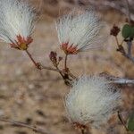 Calliandra tergemina Habitus